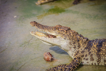 Obraz premium Scary crocodile is eating fresh meat in the farm. Crocodile farming for breeding and raising of crocodilians in order to produce crocodile and alligator meat, leather, and other goods.