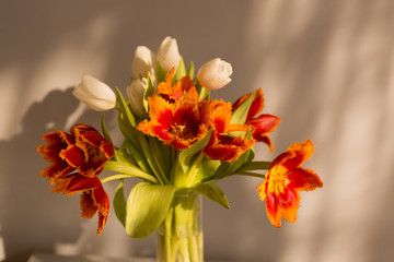 bouquet of tulips. the sun on the tulips in the room. red and white flowers