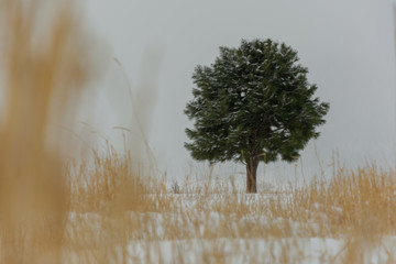 lone pine tree grwoing in a snowy field