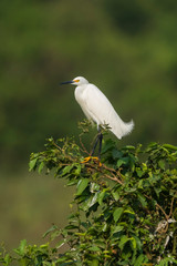 White heron, perched on the vegetation, Pantanal , Brazil