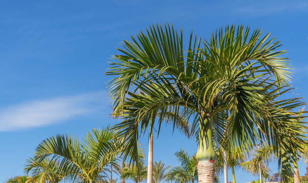 Palen mit blauem Himmel