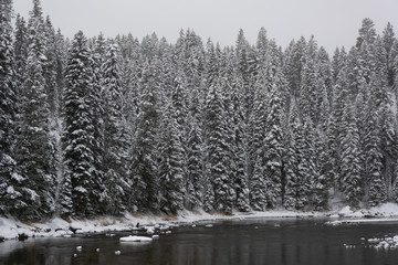 cold river flowing past snow covered pines