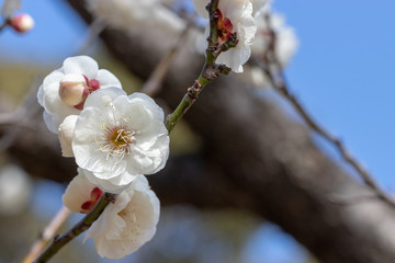 White Plum of plum garden at AobanoMori Park, Chiba prefecture, Chiba city, Japan