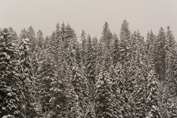 pine trees in the mountains in the winter