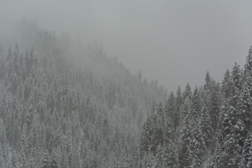 pine trees in the mountain valley in the winter