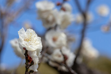 White Plum of plum garden at AobanoMori Park, Chiba prefecture, Chiba city, Japan