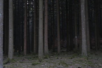 Naklejka premium Wildernes Woods Countryside Nature