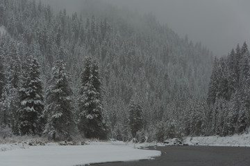 river flowing through a pine tree forest in winter