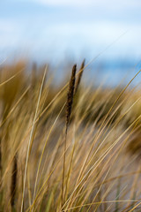 dry grass bents in winter on sea shore