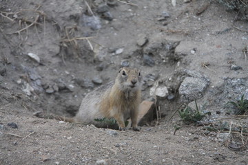 baikal gopher