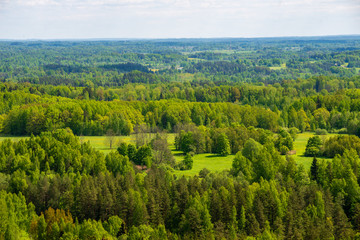 endless forests green foliage in summer