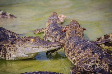 Scary crocodile is eating fresh meat in the farm. Crocodile farming for breeding and raising of crocodilians in order to produce crocodile and alligator meat, leather, and other goods.