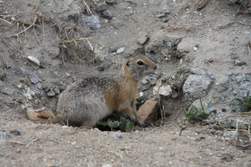 baikal gopher