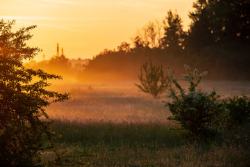 Fototapeta premium colorful sunrise sunset in misty summer meadow