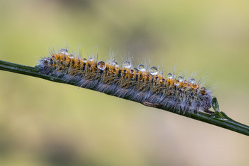 Caterpillar in water drops. Caterpillar photographed in their natural environment.