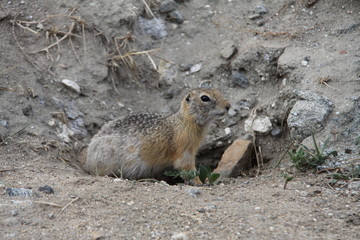baikal gopher