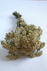 yarrow
