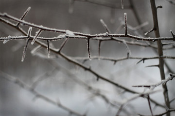barbed wire fence