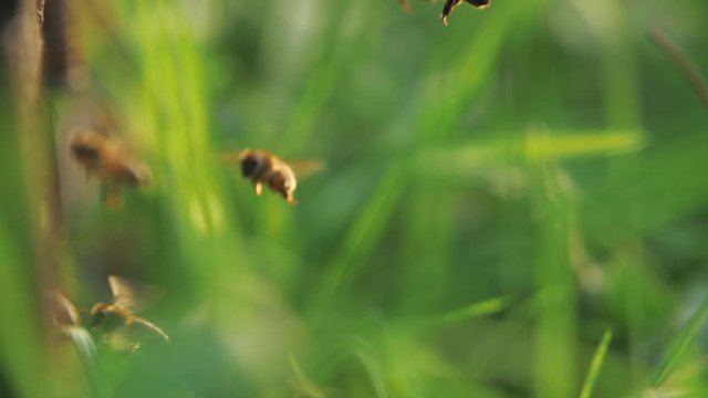 Close up of swarm of honey bees flying around beehive outdoor in the spring meadow, nature insect slow motion clip