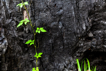 Green leafs stretching over burned wood - ecology and sustainability concept with copy space.