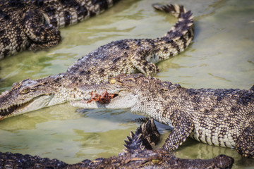 Scary crocodile is eating fresh meat in the farm. Crocodile farming for breeding and raising of crocodilians in order to produce crocodile and alligator meat, leather, and other goods.