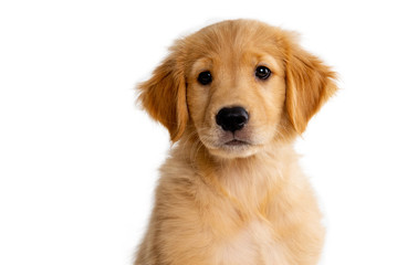 cute puppy face on a white background