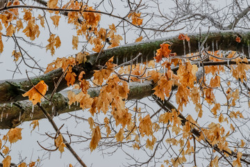 Winter Sugar Maple Leaves with Frozen Rain