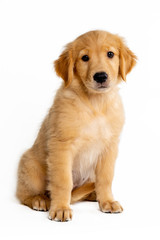 cute puppy golden retriever seated on a white background