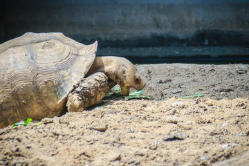 Giant African spurred tortoise (Centrochelys sulcata) is eating food, also called the sulcata tortoise. It is a species of tortoise, which inhabits the southern edge of the Sahara desert, in Africa.
