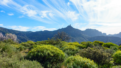 Fototapeta na wymiar Spring time of Canary Islands, in the background Roque Nublo