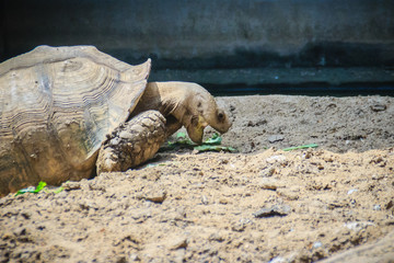 Giant African spurred tortoise (Centrochelys sulcata) is eating food, also called the sulcata tortoise. It is a species of tortoise, which inhabits the southern edge of the Sahara desert, in Africa.