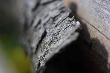 tree bark