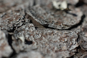 tree bark