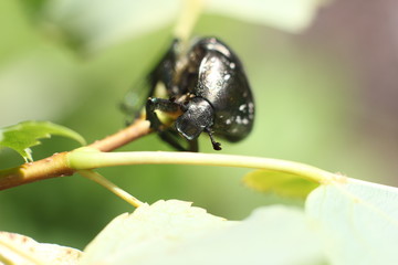 beetle on branch