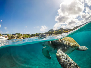 Swimming with Turtles   Views around the small Caribbean Island of Curacao