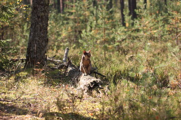  don sphinx on fallen tree