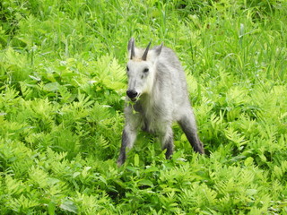 二ホンカモシカ