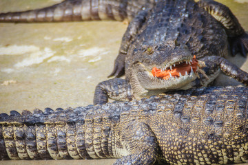 Scary crocodile is eating fresh meat in the farm. Crocodile farming for breeding and raising of crocodilians in order to produce crocodile and alligator meat, leather, and other goods.