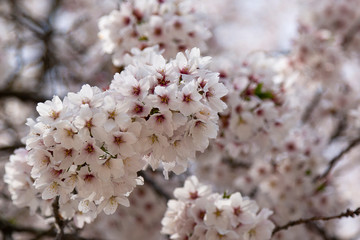 White Sakura