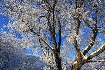 Trees in the snow and blue sky on a sunny winter day