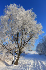 Tree in the snow against the blue sky on a sunny winter day