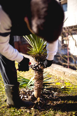 Handsome young man gardener trimming  outdoor