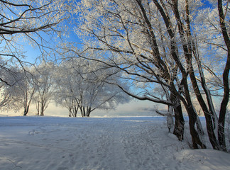 Beautiful winter landscape with trees in the snow
