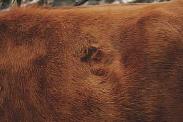 Winter hair coat on cow close up shows texture and warmth for animal.