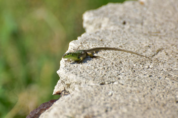 lizard on a rock