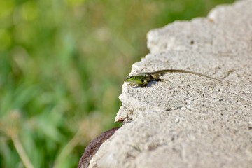 lizard on rock