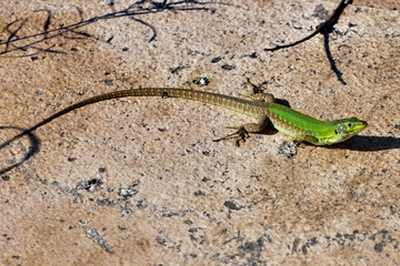 lizard on a rock