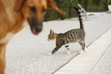 Obraz na płótnie Canvas Dog and cat.The blurred foreground