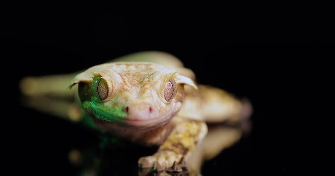 Closeup Of Yellow, Brown & White Crested Gecko On Mirror With A Black Background