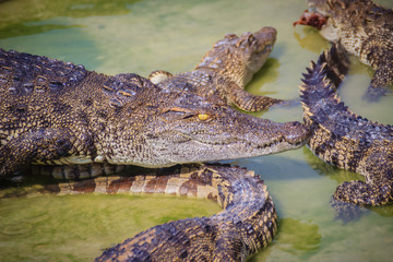 Scary crocodile is eating fresh meat in the farm. Crocodile farming for breeding and raising of crocodilians in order to produce crocodile and alligator meat, leather, and other goods.